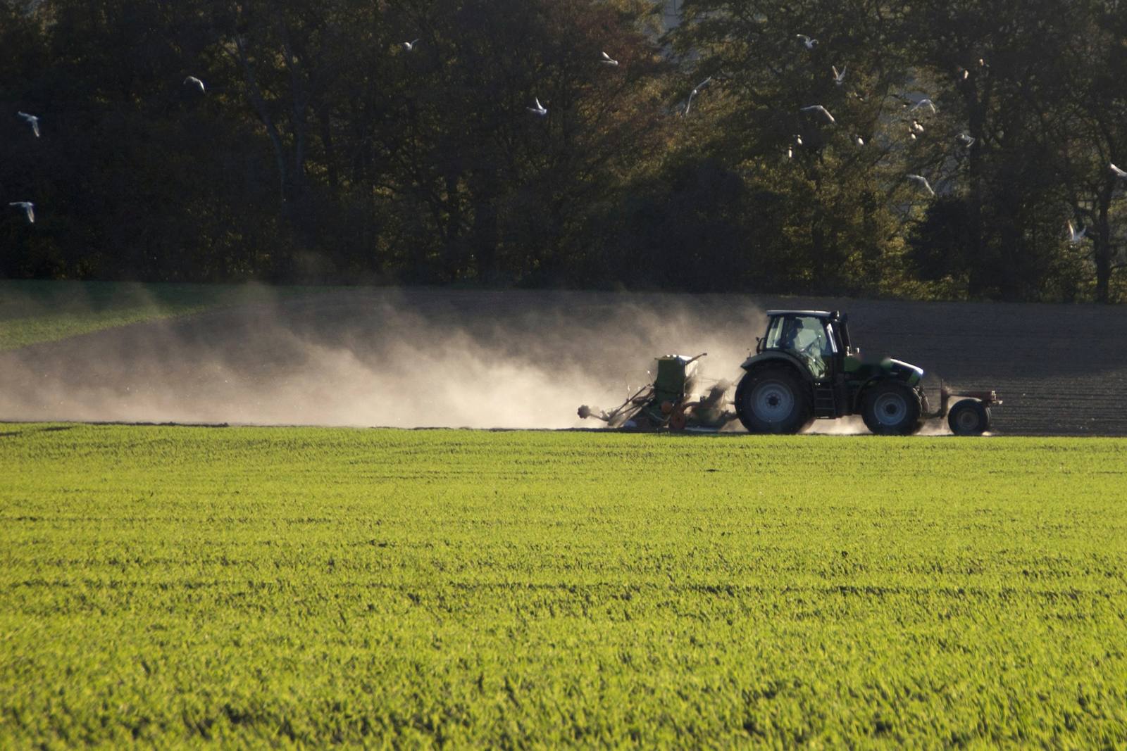 Tractor verde sembrando junto a un campo de cultivo joven, verde y parejo, con luz de mañana